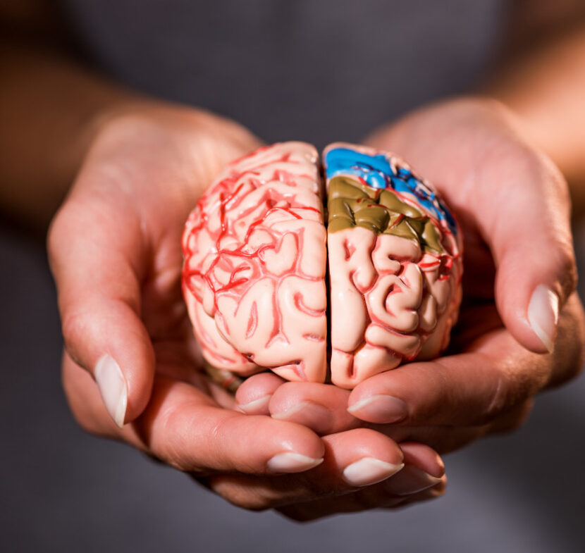 Como a Neurociência ajuda meu Bebê a dormir melhor? A Consultoria de Sono Materno Infantil - Neurociencia e Bebe 846x800